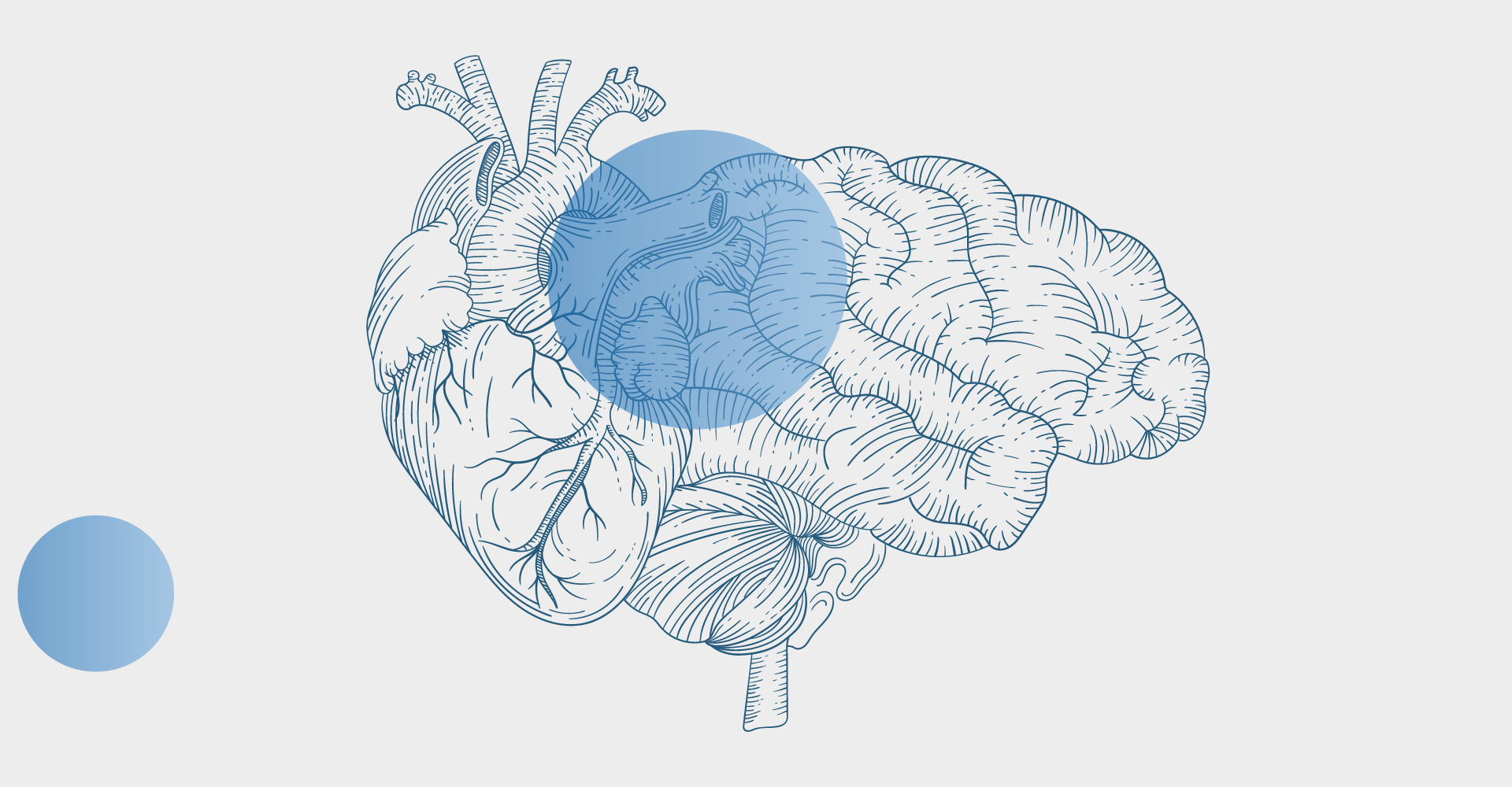 Illustration of a brain overlaid with a semi-transparent blue circle.