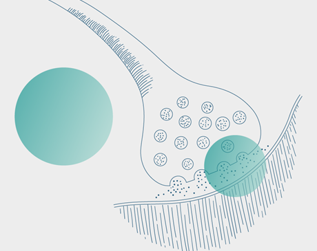 Illustration of a close-up view of a synaptic bouton with vesicles releasing neurotransmitters, with two transparent green dots overlaid on top.